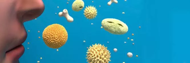pollen